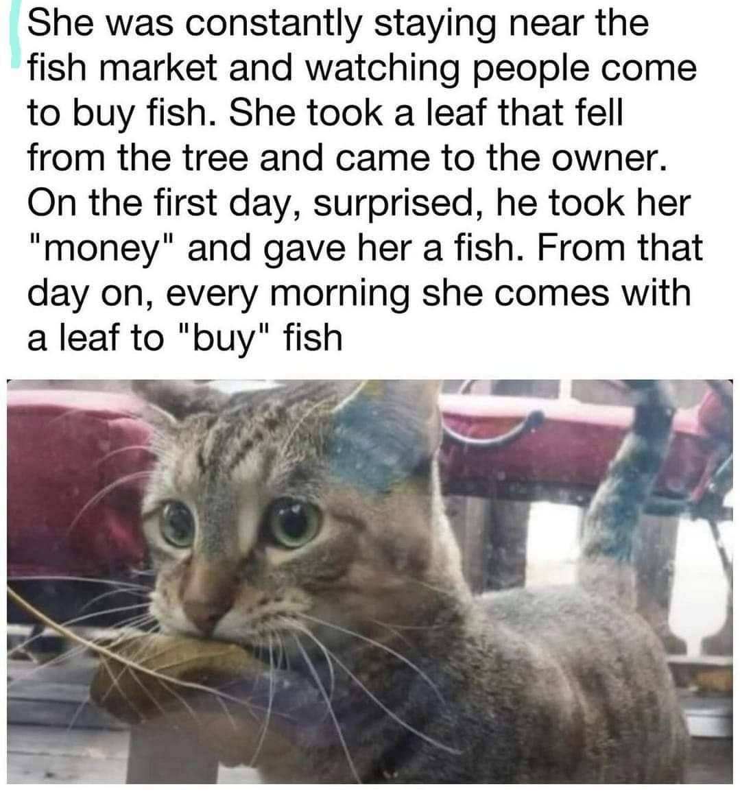meme kucing tentang ikan