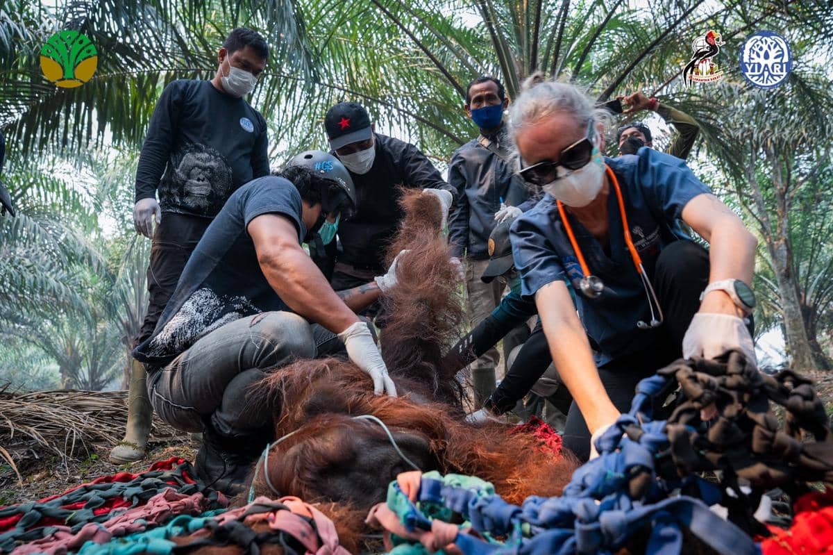 Terjebak Asap Karhutla, Orangutan Jantan Ditemukan Pingsan di Ketapang