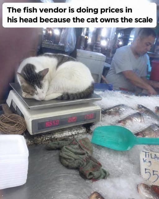 meme kucing tentang ikan
