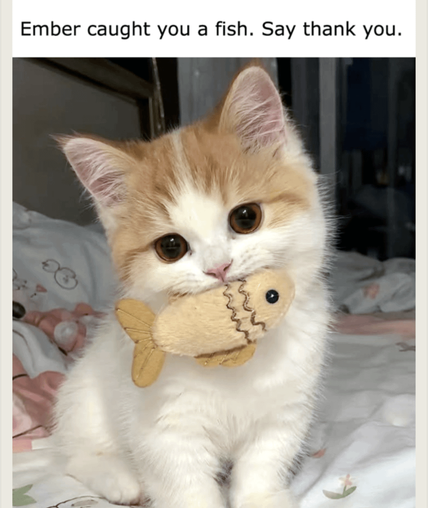 meme kucing tentang ikan