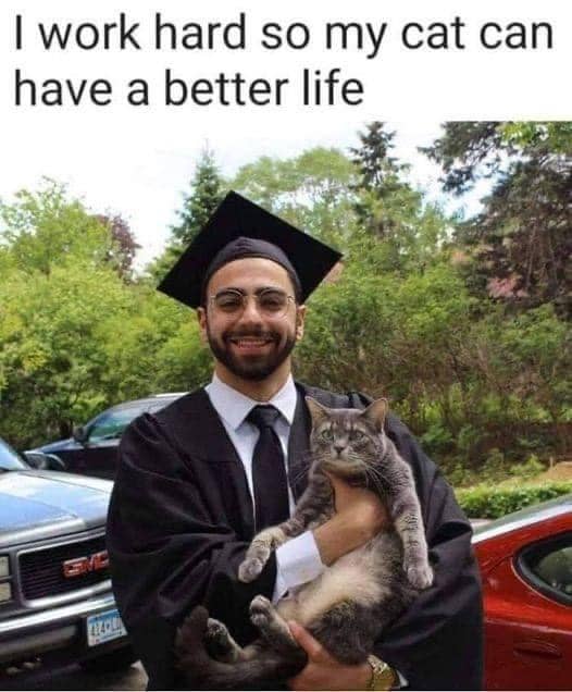 meme kucing tentang tanggung jawab