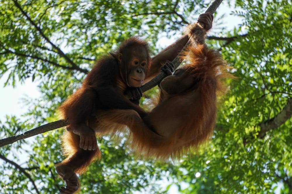 Mengapa Orangutan Membuat Sarang Baru Setiap Hari?