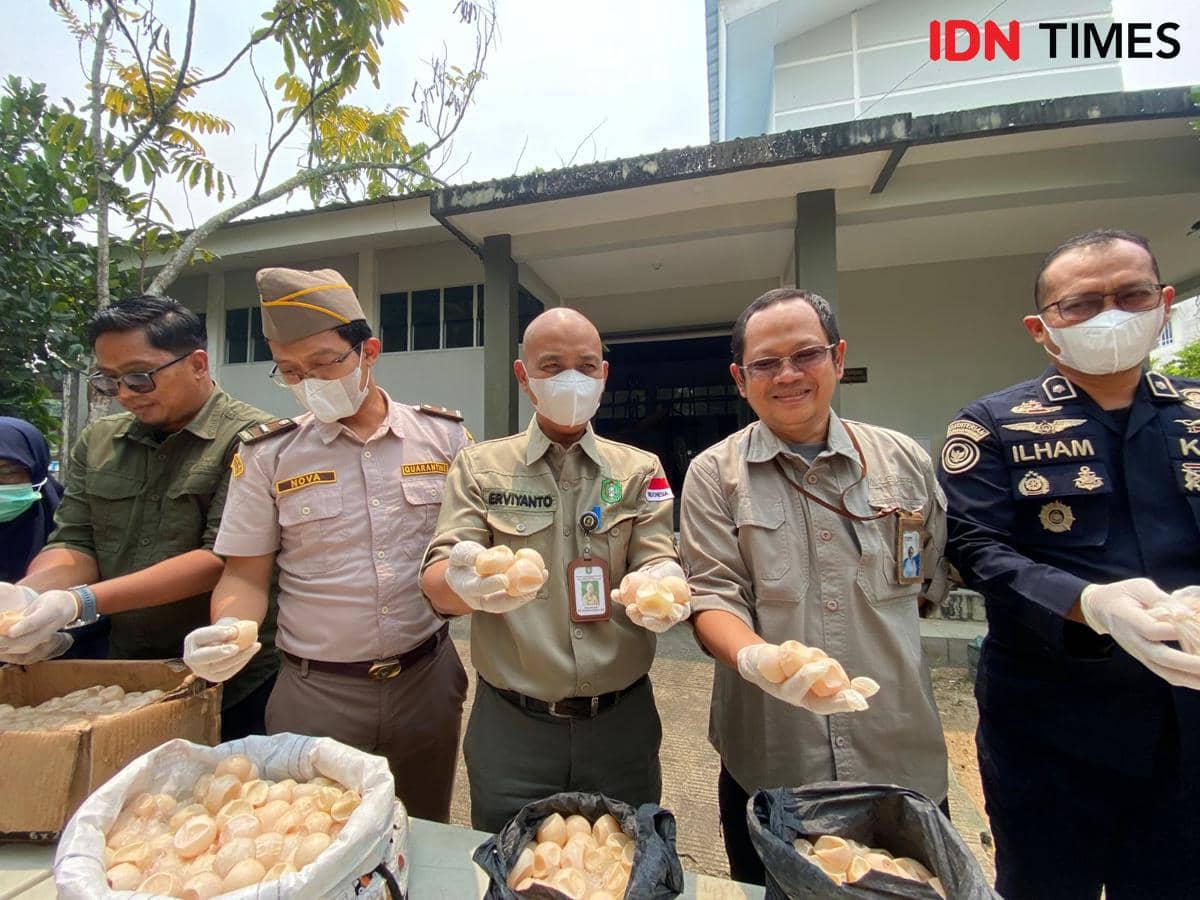 1.190 Telur Penyu Dimusnahkan Hasil Temuan di Kapal Pelabuhan Sambas
