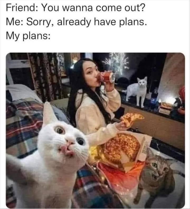 Meme kucing bertema rencana yang dibagikan pengguna Reddit -Gravemoss29-, dengan teks humor tentang rencana.