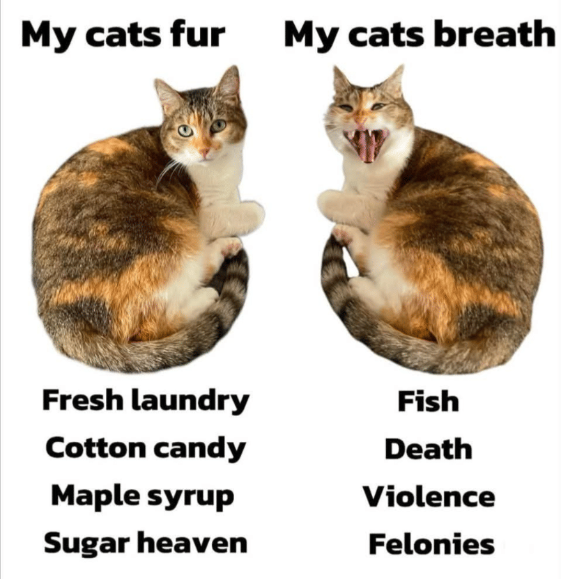meme kucing tentang ikan