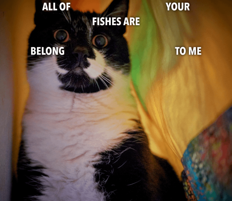 meme kucing tentang ikan
