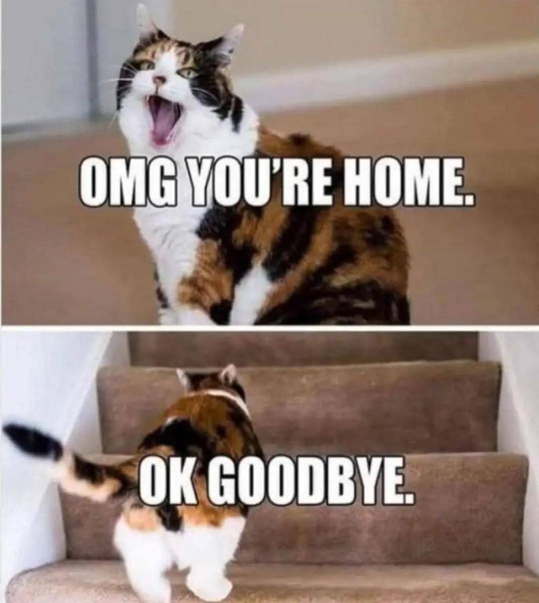 meme kucing tentang tanggung jawab