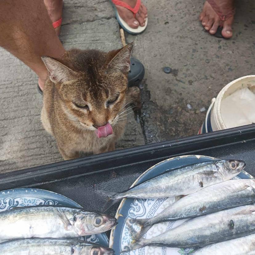 meme kucing tentang ikan