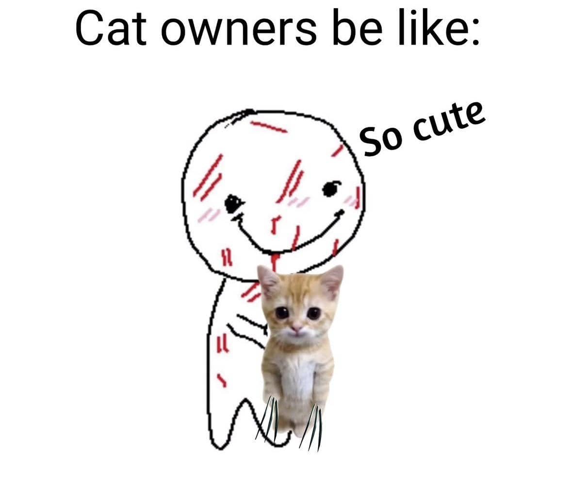 meme kucing tentang tanggung jawab