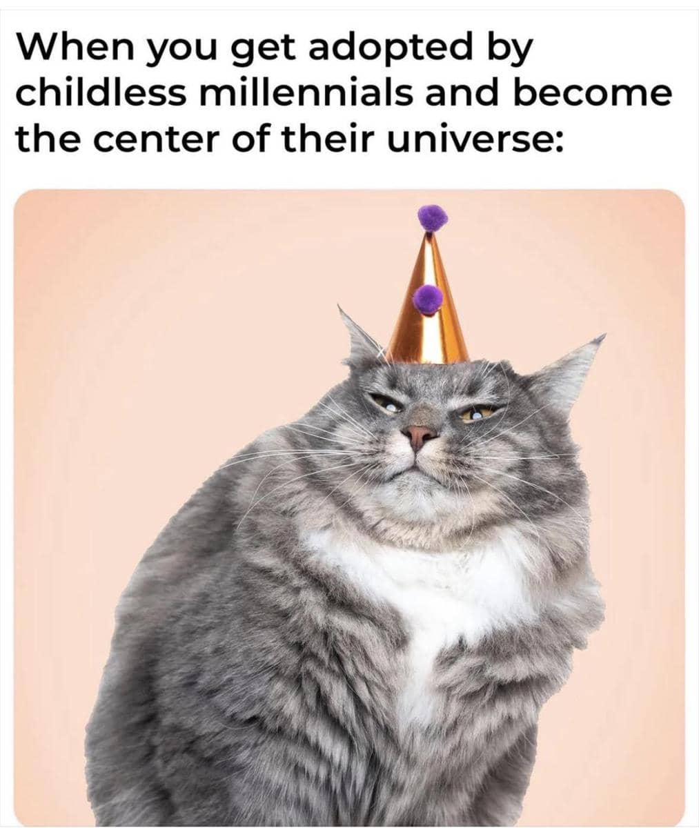 Meme kucing dengan teks humor tentang rencana yang diunggah oleh pengguna Reddit Soggy-Resolution6867.