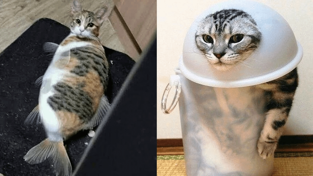 meme kucing tentang ikan