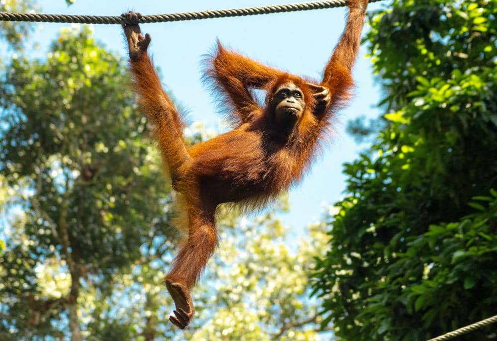 Apakah Orang Utan Hanya Ada di Indonesia? Berikut Persebarannya!