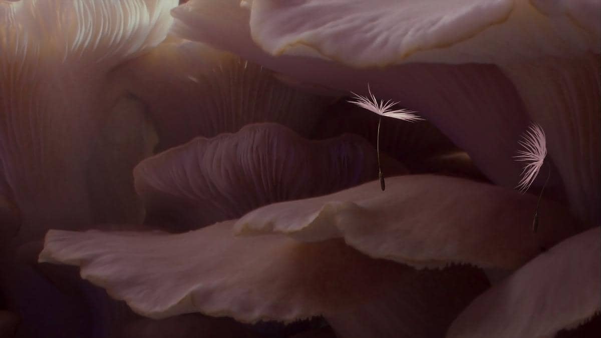 Dandelion’s Odyssey