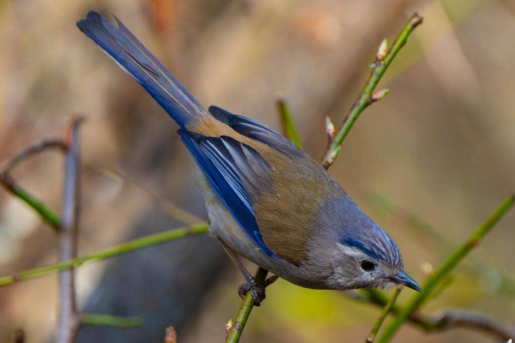 Burung Actinodura cyanouroptera