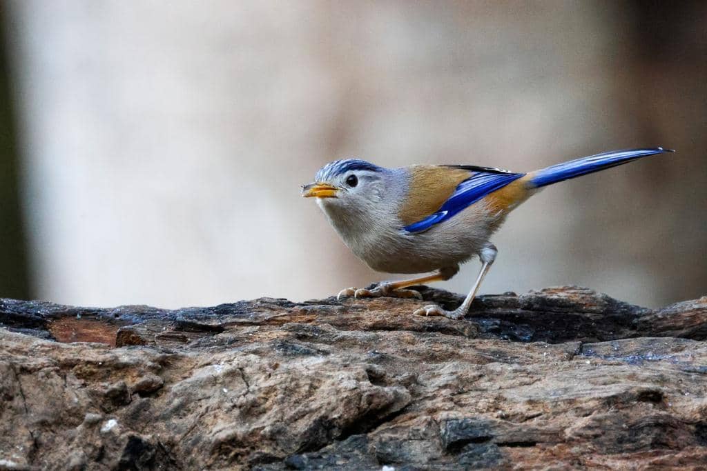 Burung Actinodura cyanouroptera