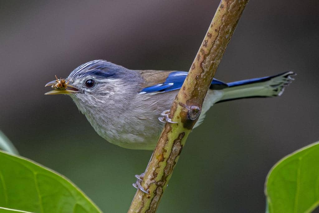 Burung Actinodura cyanouroptera