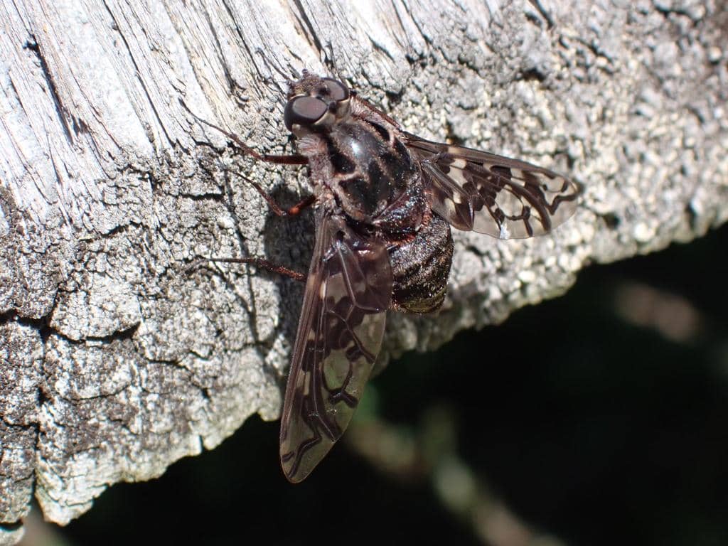 Lalat Xenox tigrinus