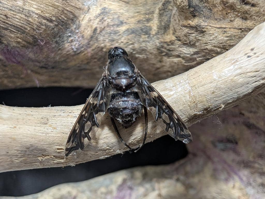Lalat Xenox tigrinus