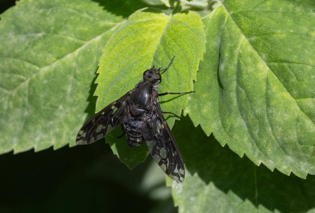 Lalat Xenox tigrinus