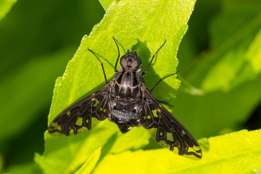 Lalat Xenox tigrinus