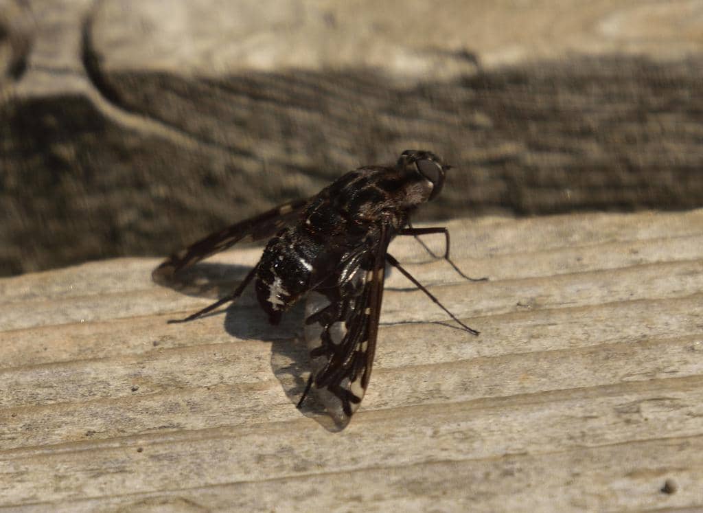 Lalat Xenox tigrinus