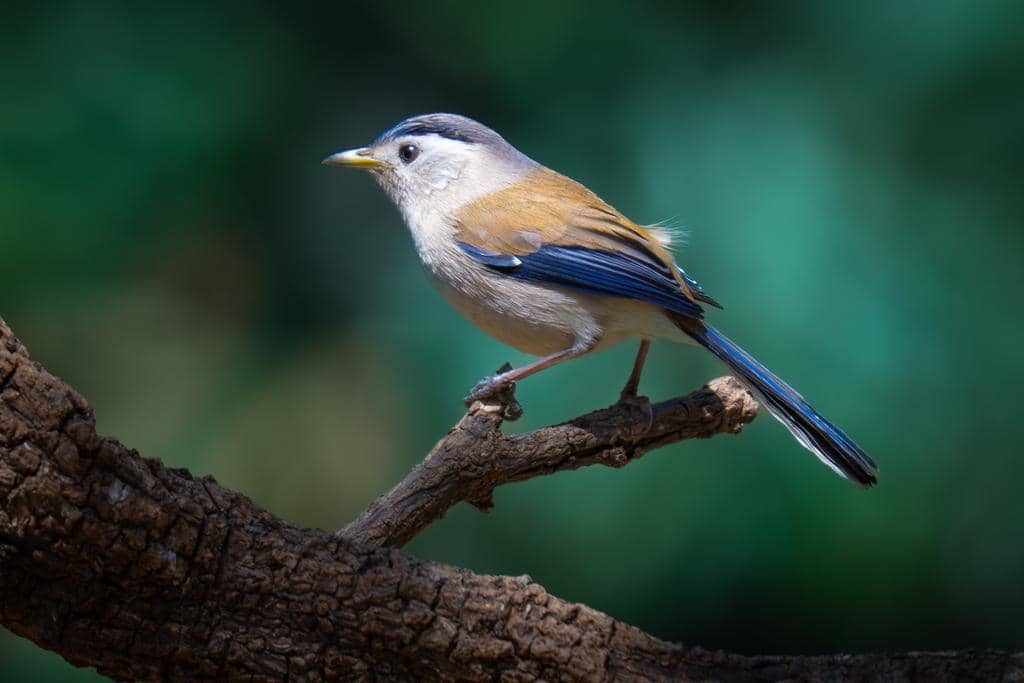 5 Fakta Blue Winged Minla, si Mungil Penghuni Hutan Pegunungan