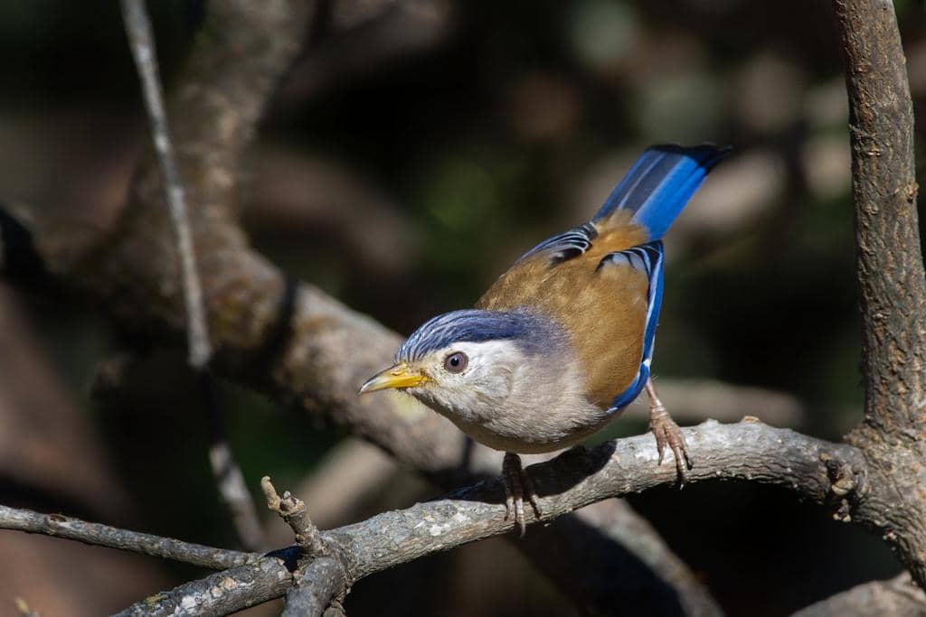 Burung Actinodura cyanouroptera
