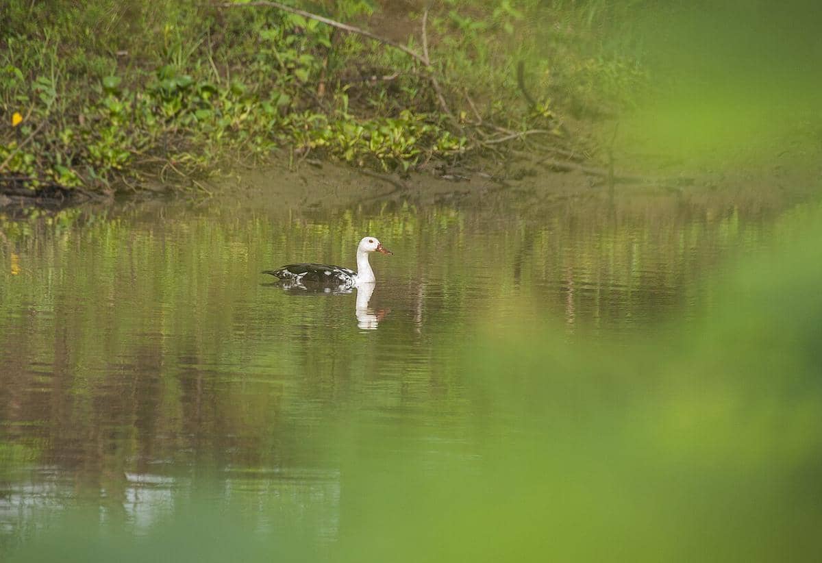 Mentok rimba berenang menyusuri kanal di Taman Nasional Way Kambas.