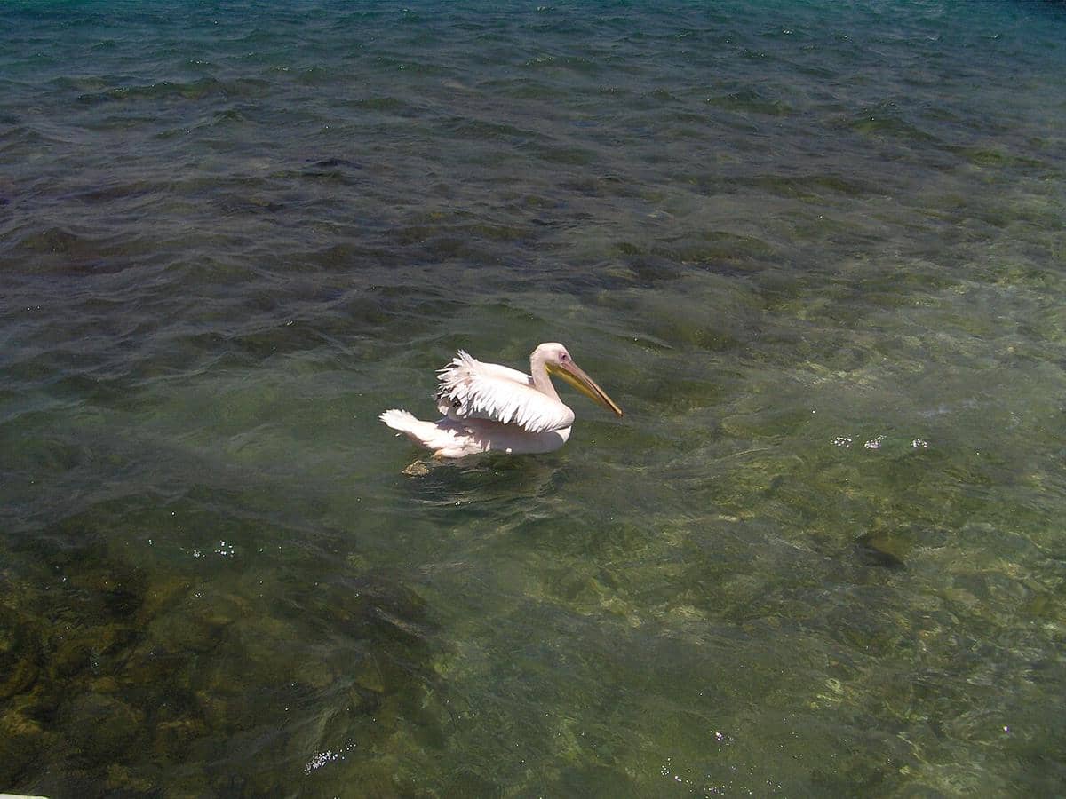 Petros si burung pelikan yang menjadi maskot di Mykonos