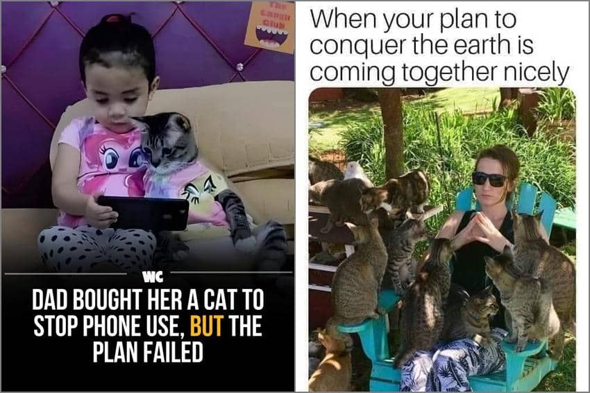 8 Meme Kucing tentang Rencana, Gak Sesuai Ekspektasi?