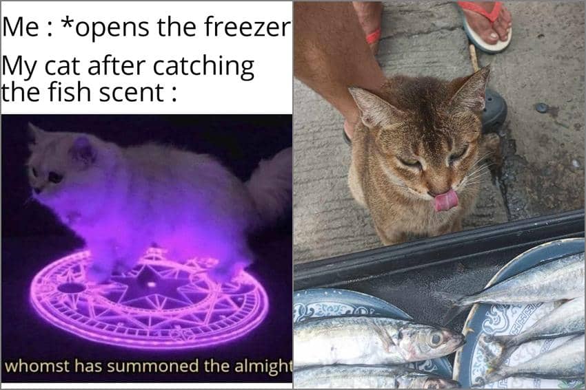 8 Meme Kucing tentang Ikan, Favorit Mereka Ini, mah!