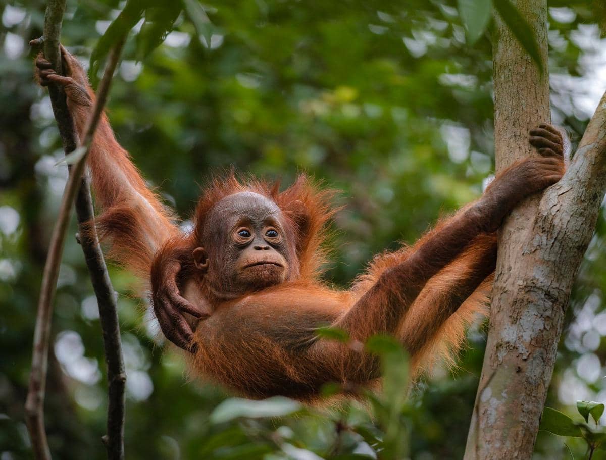 4 Tempat Wisata untuk Melihat Orang Utan di Kalimantan Timur