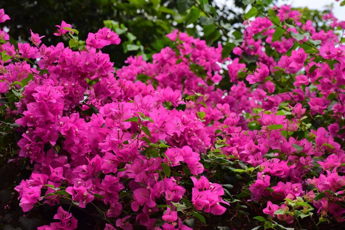 5 Spot Foto Bunga Bougenville di Jakarta, Instagramable!