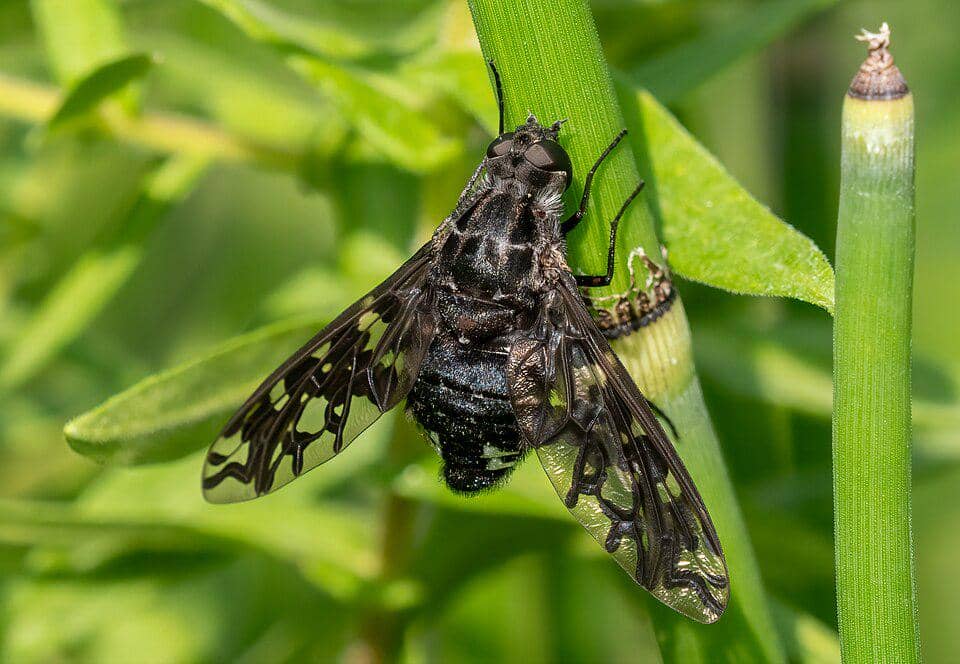 5 Fakta Menarik Tiger Bee Fly, Lalat Bergaya Lebah dari Amerika