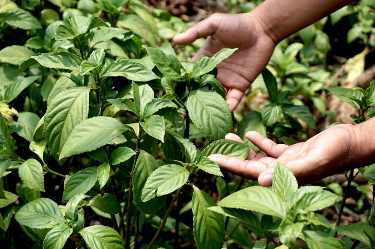 tinctori, indigo, daun indigo, pewarna alami