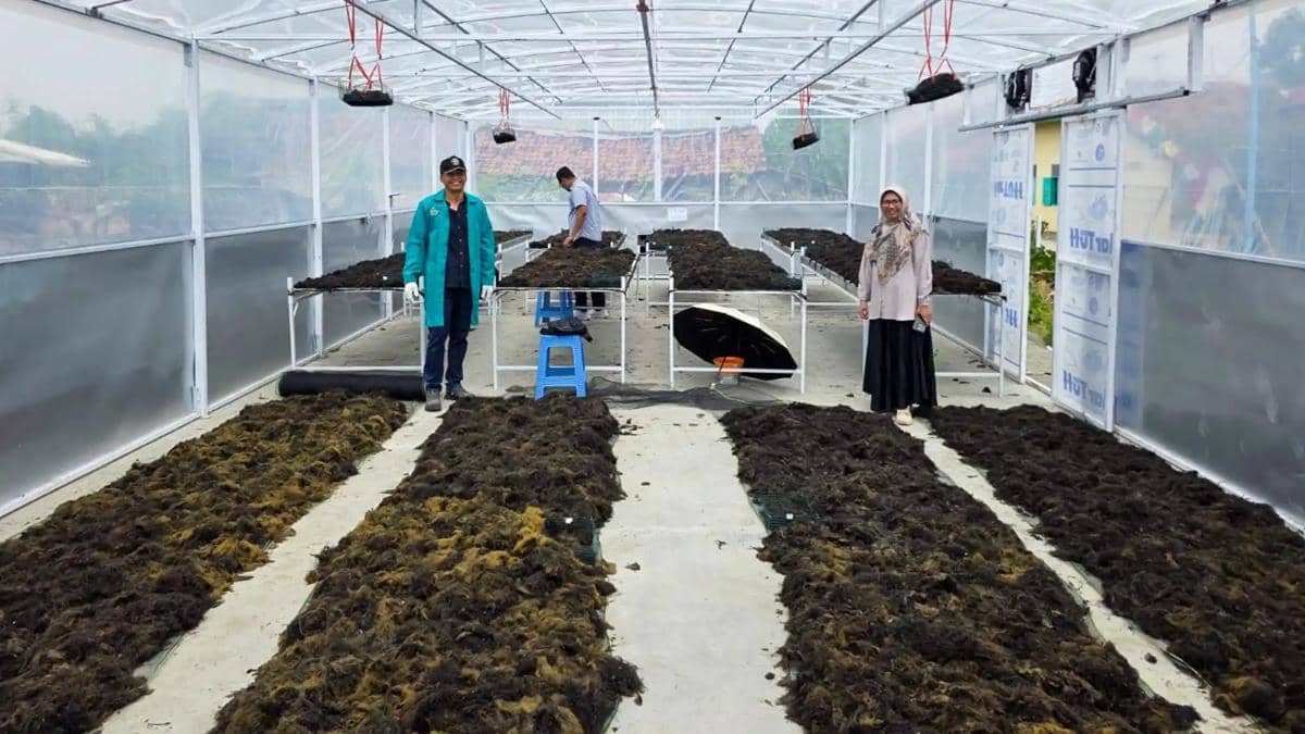 Teknologi Pemanas Hibrida Ubah Cara Warga Brebes Keringkan Rumput Laut