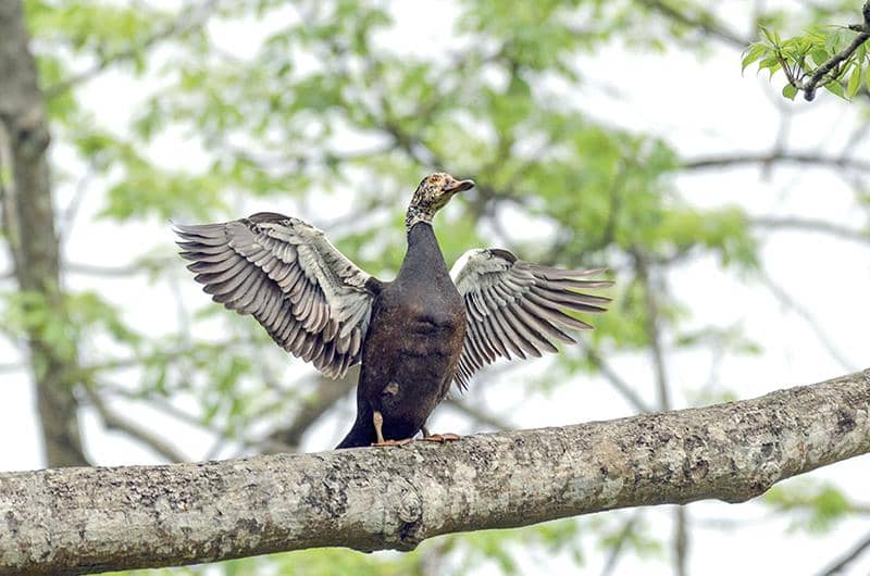 Mentok rimba di atas pohon membentangkan sayapnya.