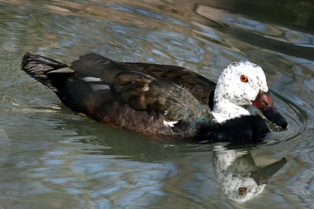 7 Fakta Mentok Rimba, Bebek Langka yang Menghilang dari Sumatra