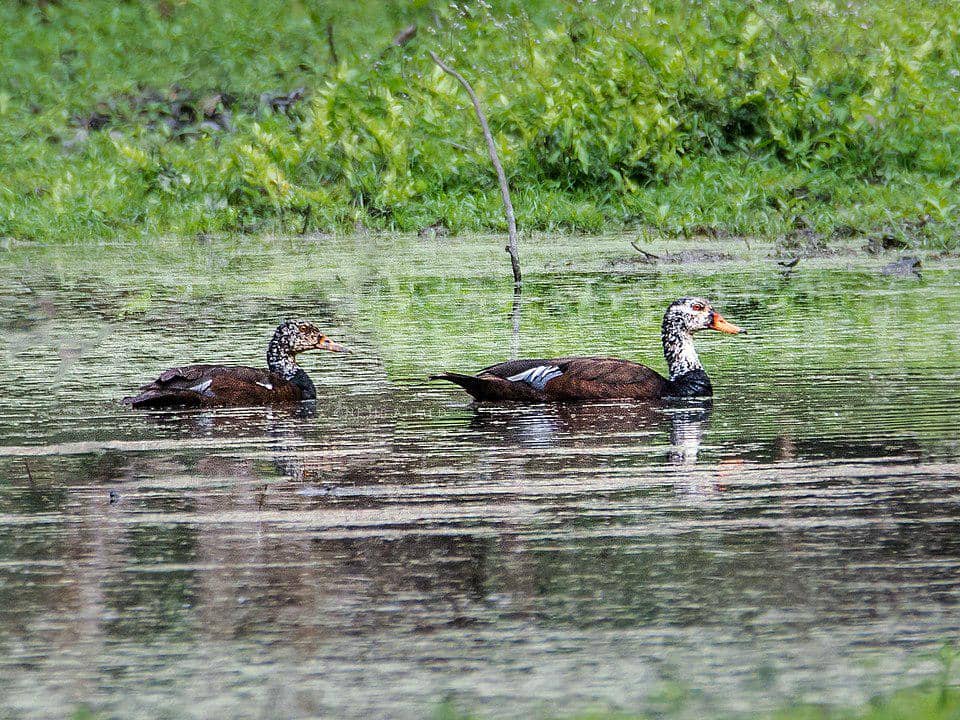 Sepasang mentok rimba berenang di Taman Nasional Nameri, Assam, India.
