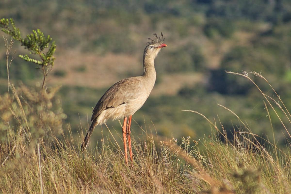 7 Fakta Unik Burung Seriama Kaki Merah, Cakarnya Mirip Dinosaurus!