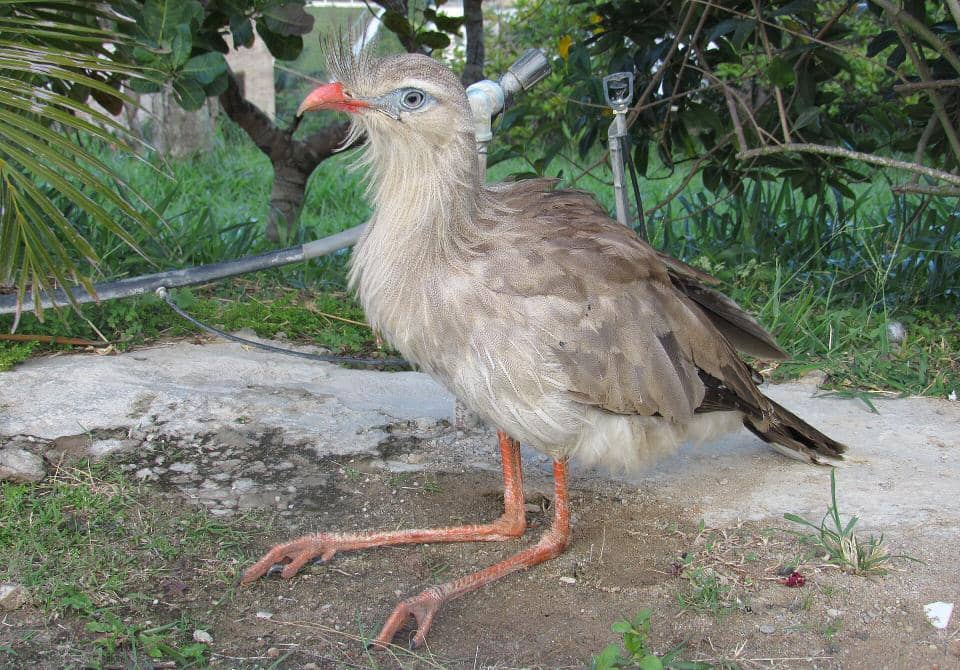 ilustrasi burung seriama kaki merah yang cakarnya mirip dinosaurus