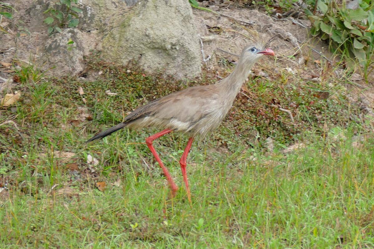 ilustrasi burung seriama kaki merah hendak memangsa ular