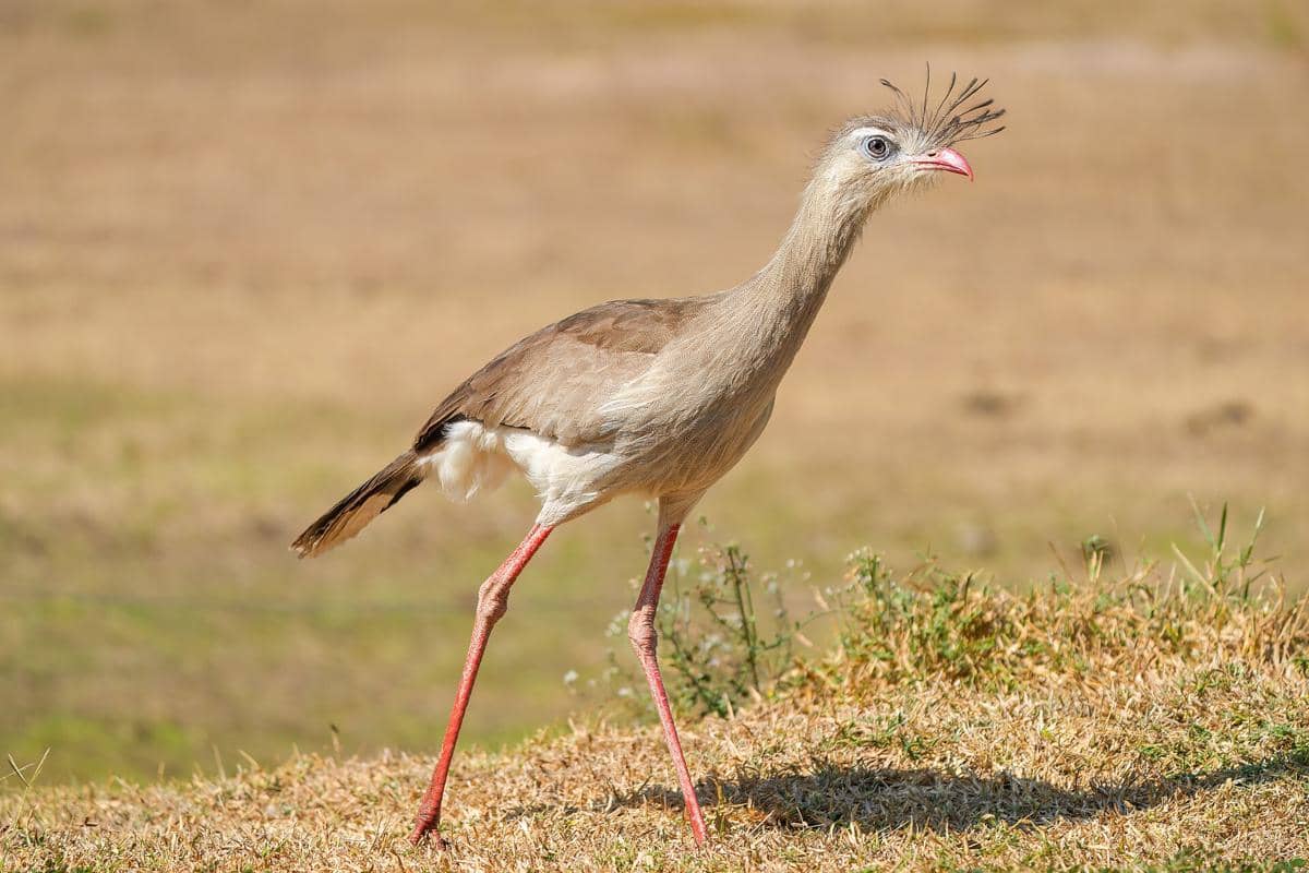 ilustrasi burung seriama kaki merah yang lebih jago berlari daripada terbang