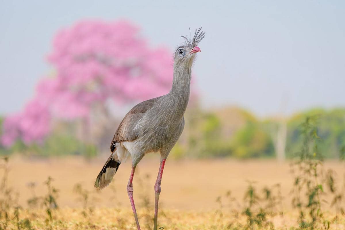 ilustrasi burung seriama kaki merah yang punya jambul khas
