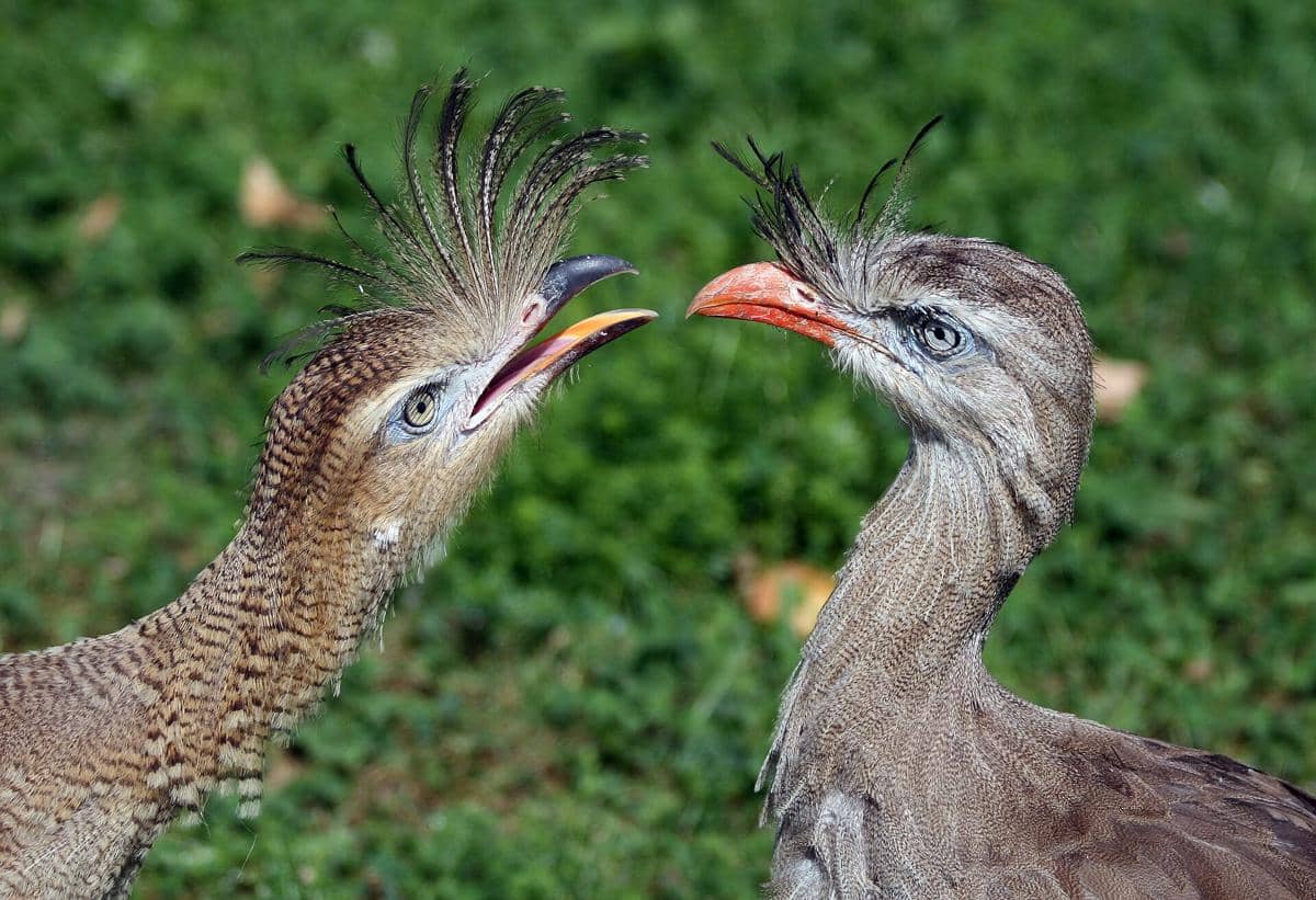 ilustrasi burung seriama kaki merah dengan kehidupan keluarganya