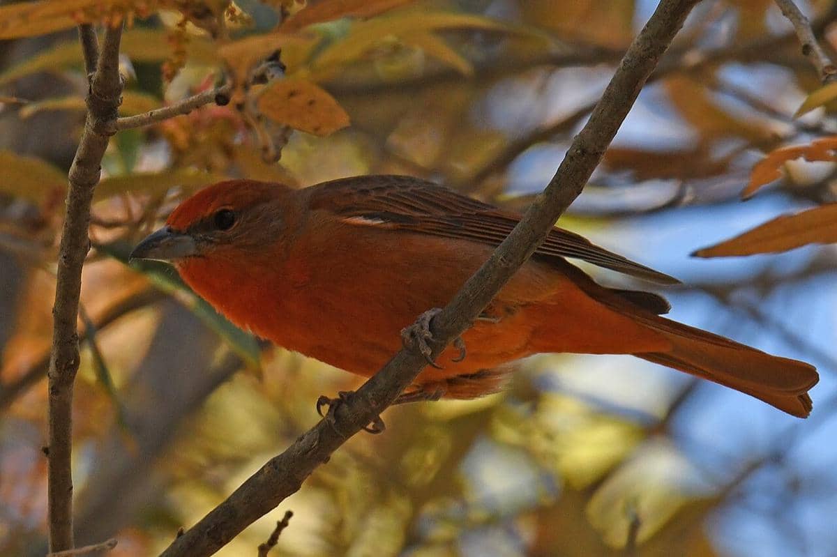 Hepatic Tanager jantan 