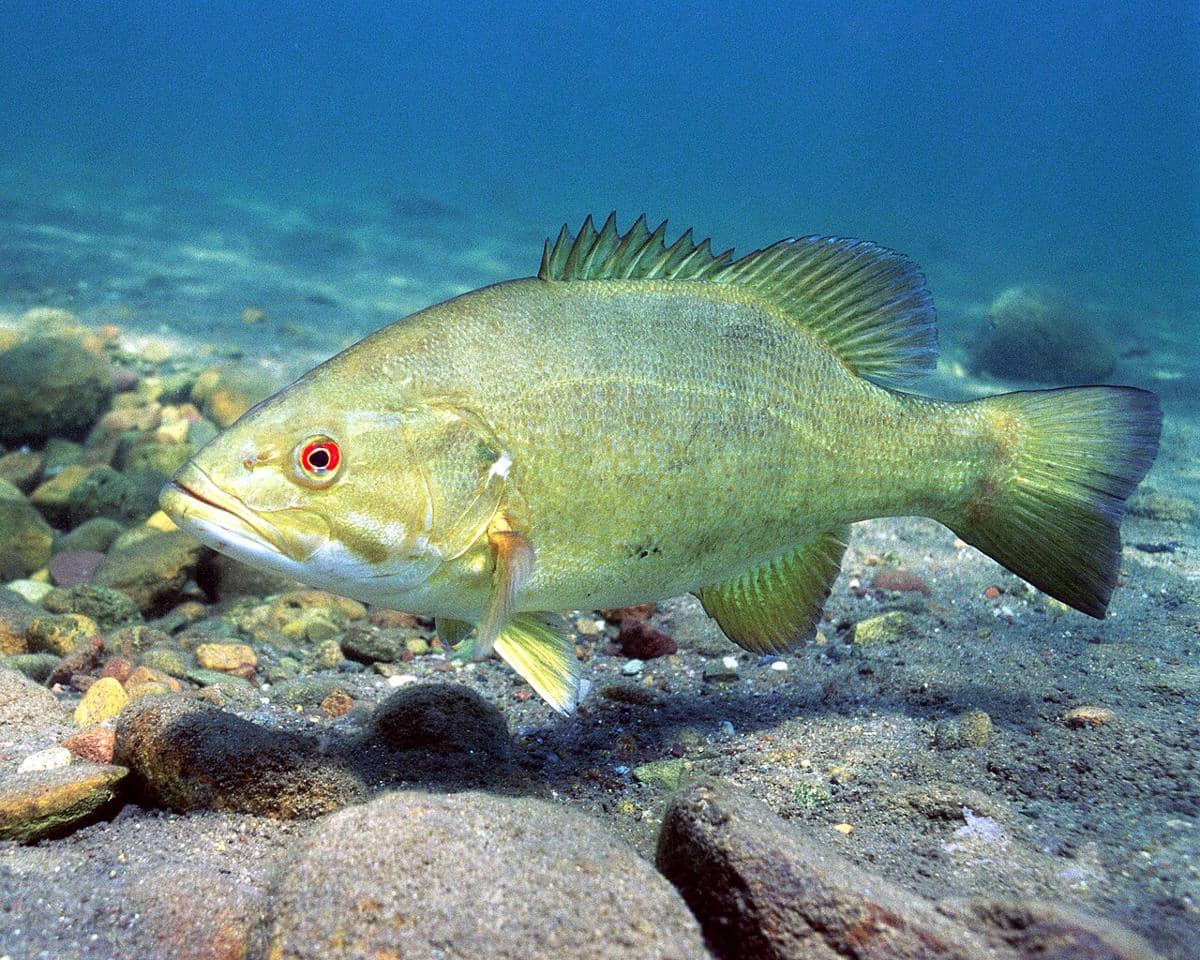 smallmouth bass