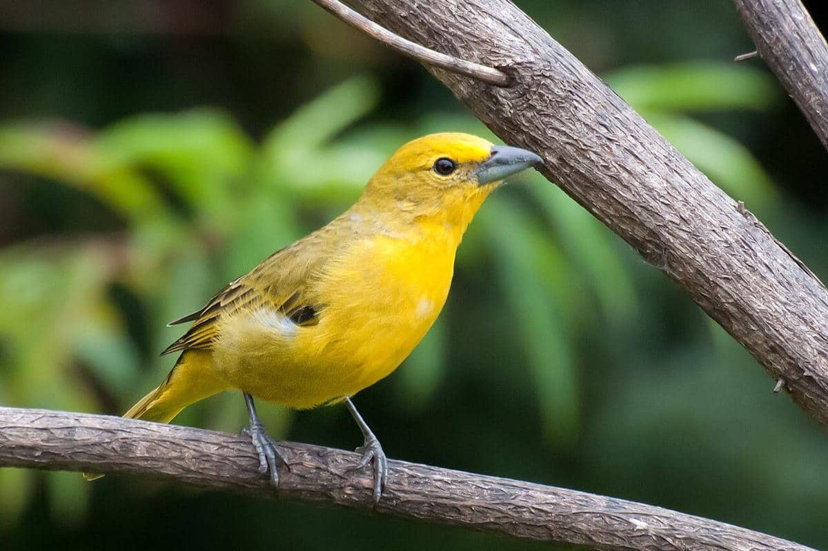 Hepatic Tanager betina 