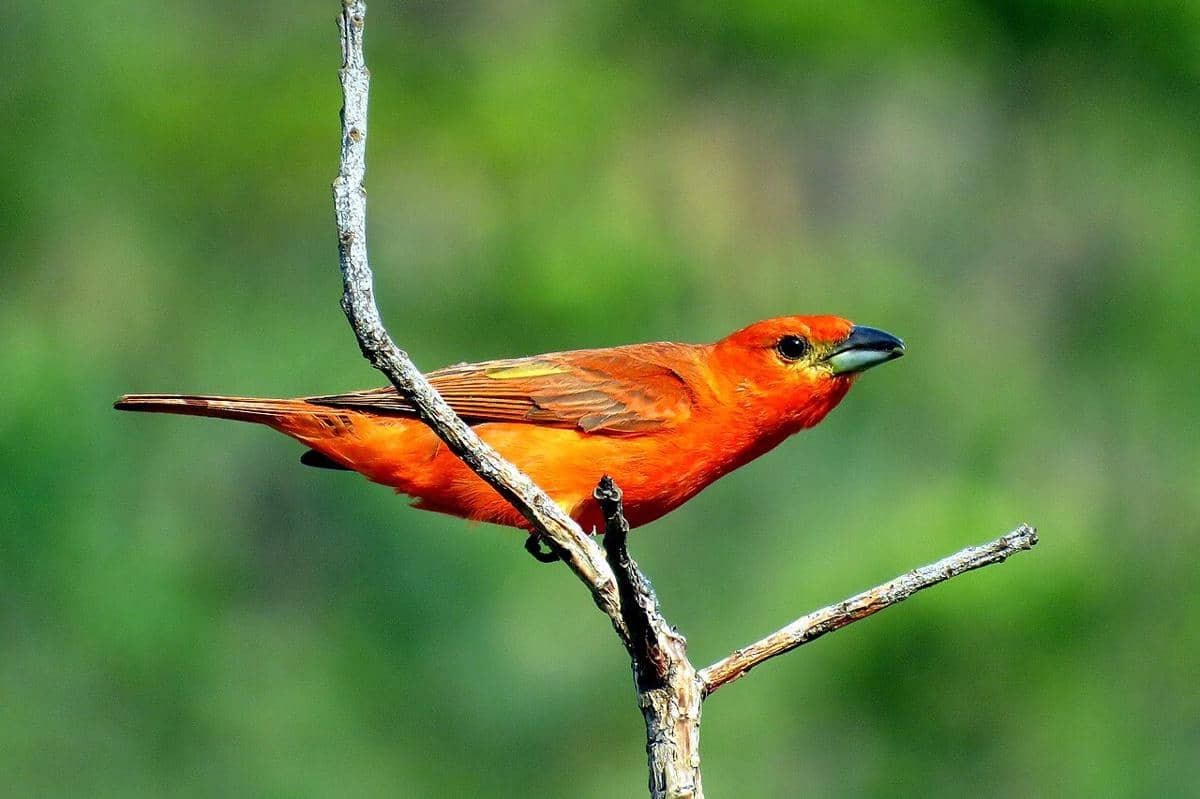 5 Fakta Hepatic Tanager, Burung Pegunungan yang Menghuni Hutan Pinus