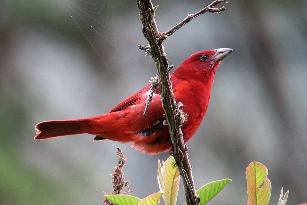 Hepatic Tanager jantan